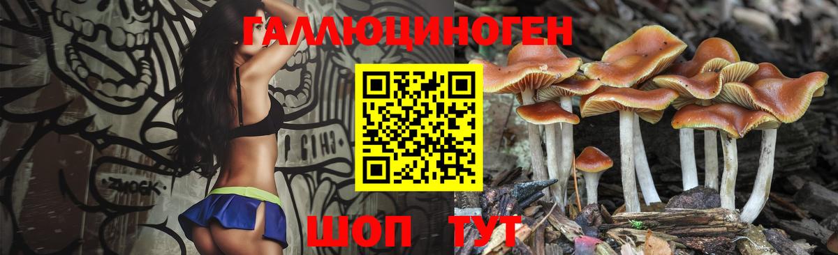 Псилоцибиновые грибы Psilocybe Когалым